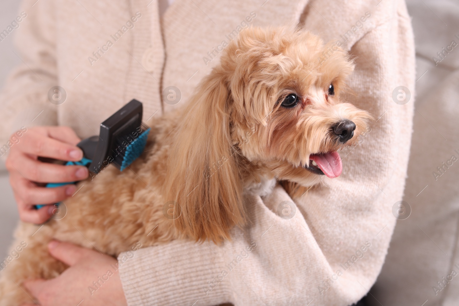 Photo of Woman brushing cute Maltipoo dog at home, closeup