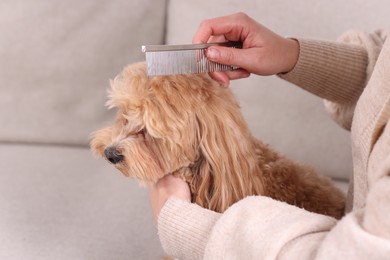 Photo of Woman brushing cute Maltipoo dog on sofa at home, closeup