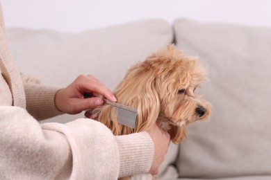 Photo of Woman brushing cute Maltipoo dog on sofa at home, closeup