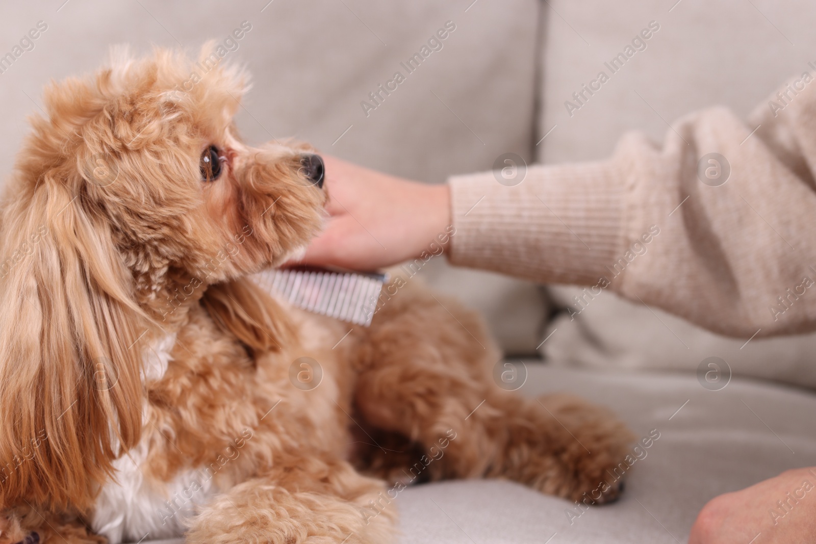 Photo of Woman brushing cute Maltipoo dog on sofa at home, closeup