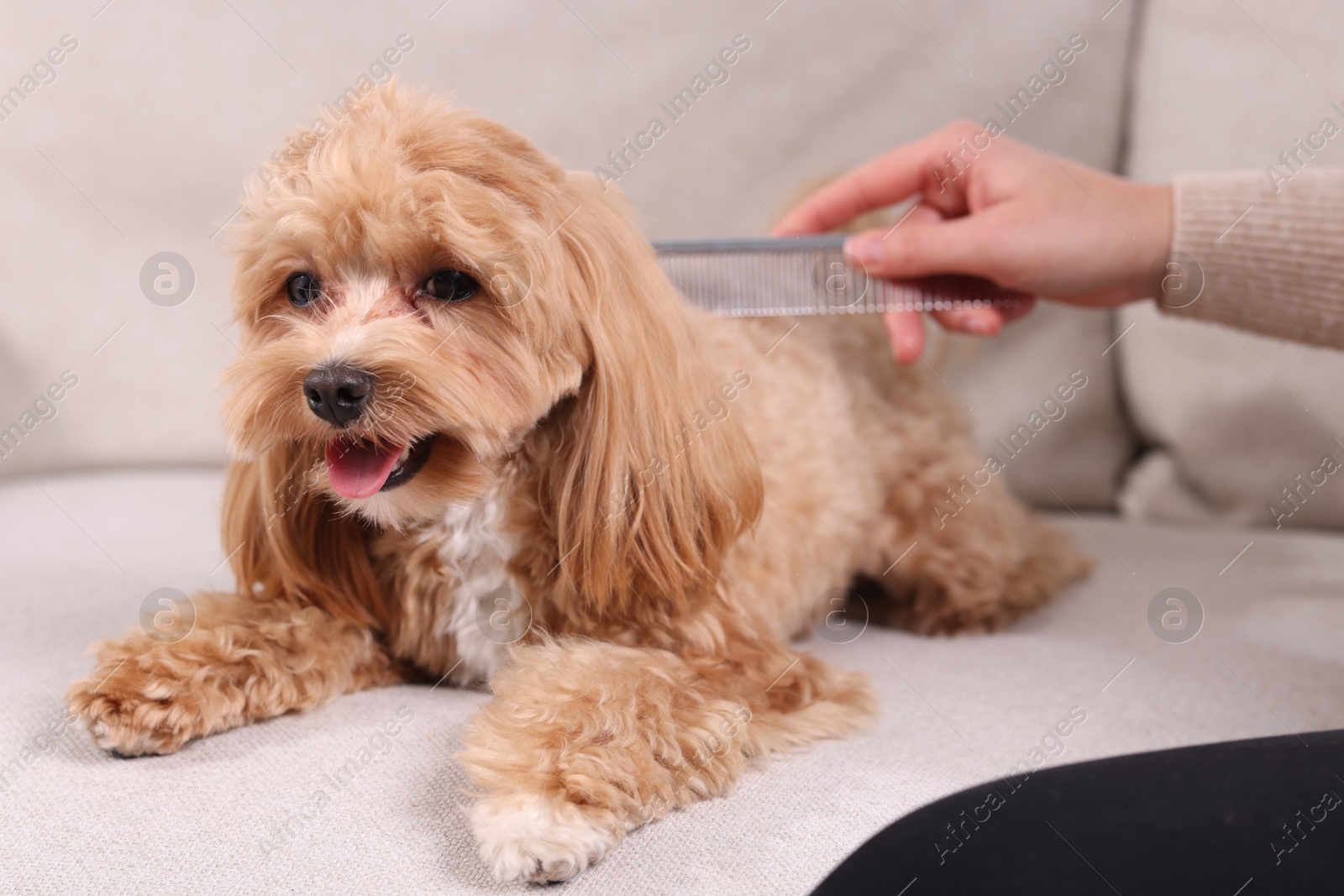 Photo of Woman brushing cute Maltipoo dog on sofa at home, closeup