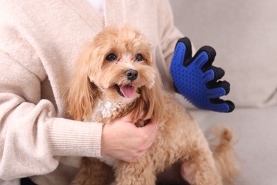 Photo of Woman brushing cute Maltipoo dog with grooming glove at home, closeup