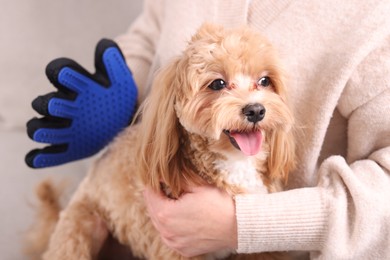 Photo of Woman brushing cute Maltipoo dog with grooming glove at home, closeup