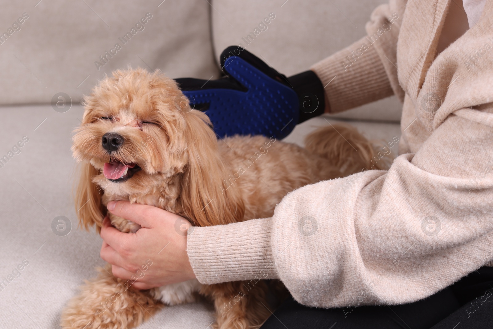 Photo of Woman brushing cute Maltipoo dog with grooming glove on sofa at home, closeup