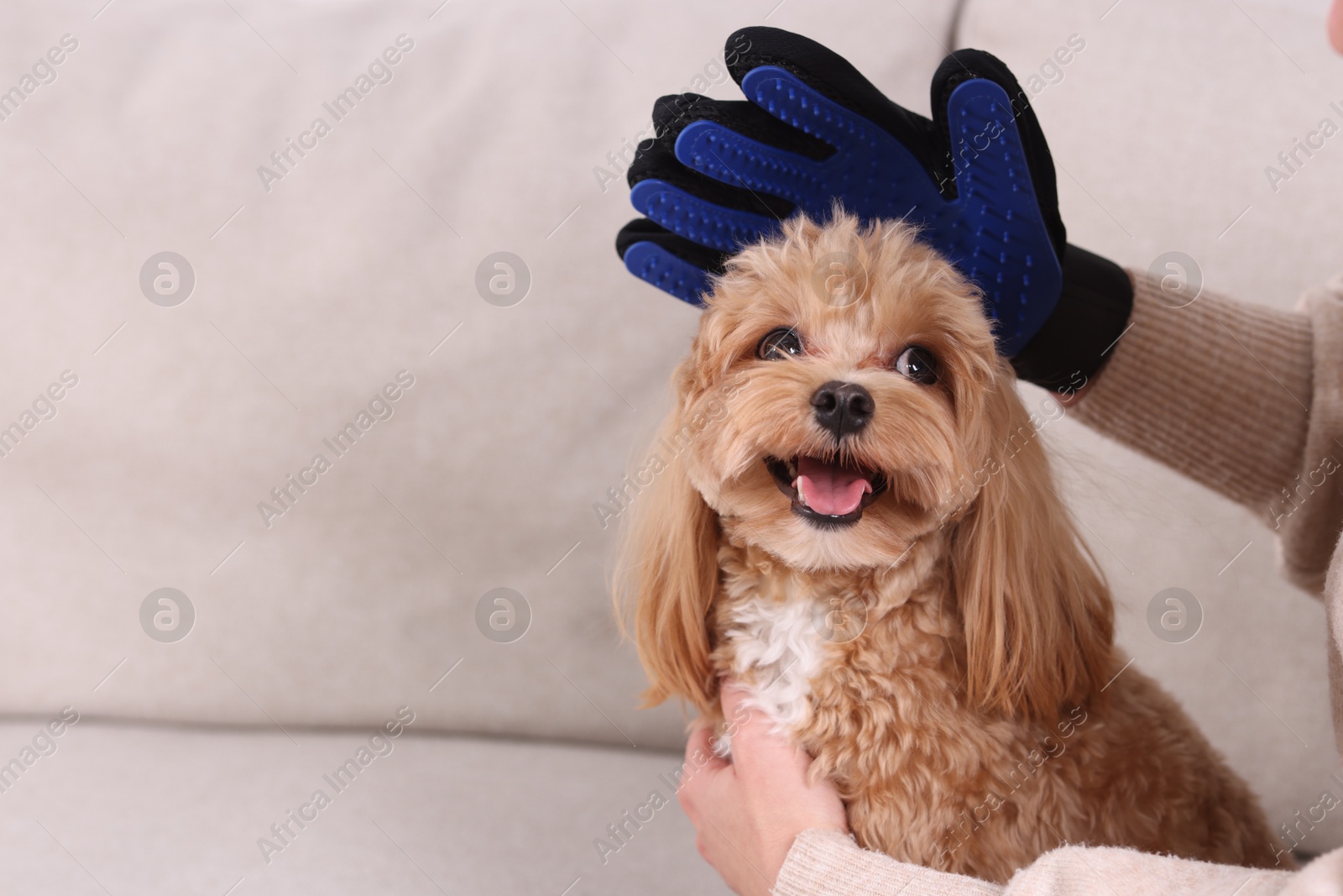 Photo of Woman brushing cute Maltipoo dog with grooming glove on sofa at home, closeup. Space for text