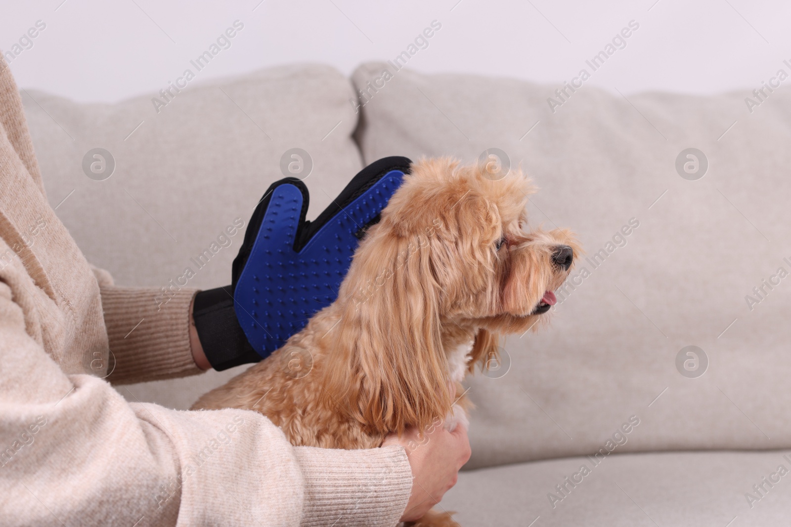 Photo of Woman brushing cute Maltipoo dog with grooming glove on sofa at home, closeup