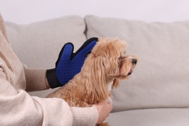 Photo of Woman brushing cute Maltipoo dog with grooming glove on sofa at home, closeup