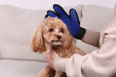 Photo of Woman brushing cute Maltipoo dog with grooming glove on sofa at home, closeup