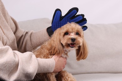 Photo of Woman brushing cute Maltipoo dog with grooming glove on sofa at home, closeup