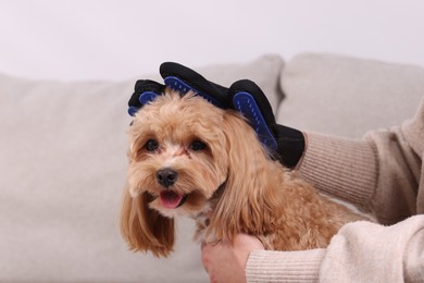 Photo of Woman brushing cute Maltipoo dog with grooming glove on sofa at home, closeup