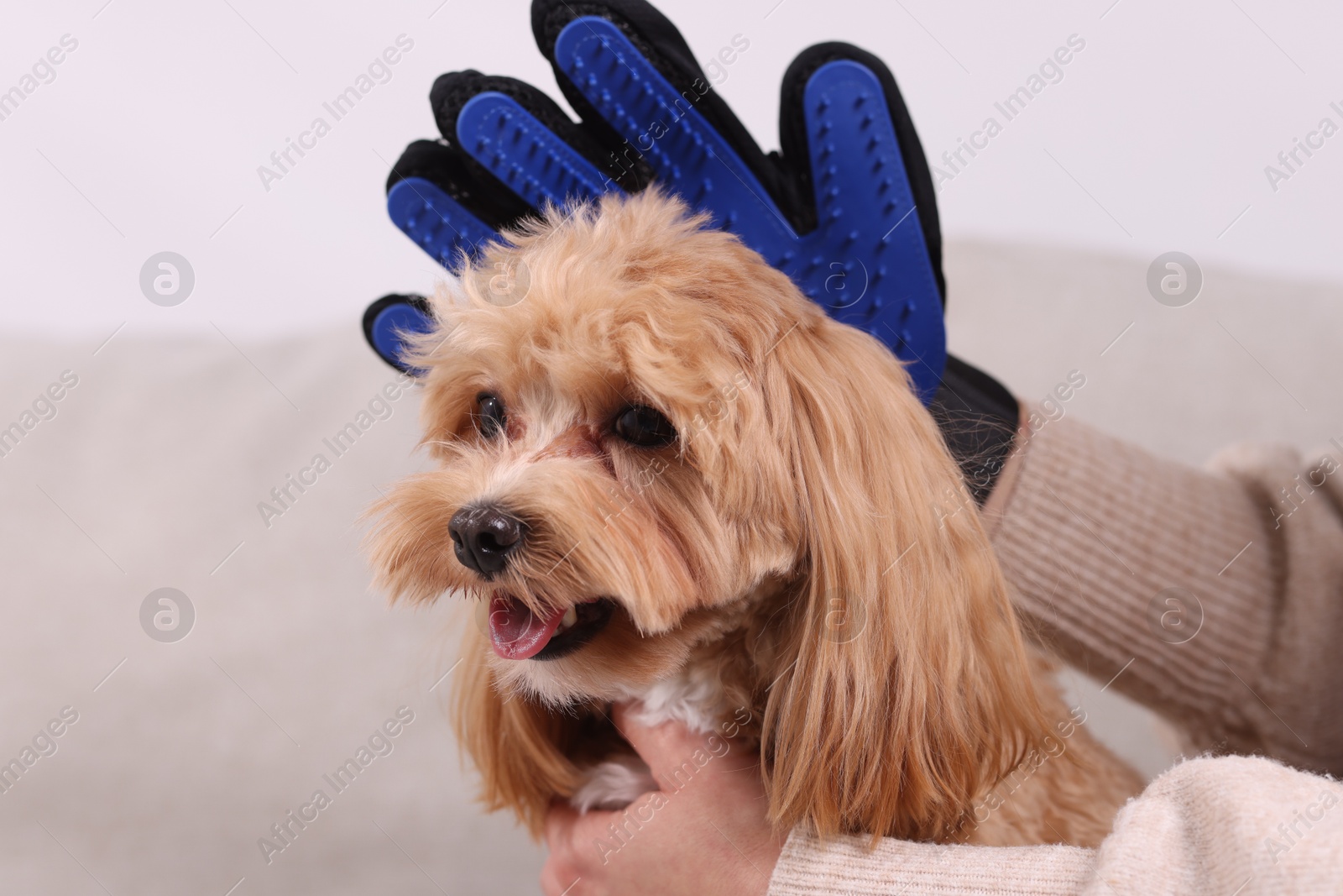 Photo of Woman brushing cute Maltipoo dog with grooming glove at home, closeup