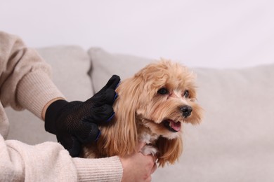 Photo of Woman brushing cute Maltipoo dog with grooming glove on sofa at home, closeup