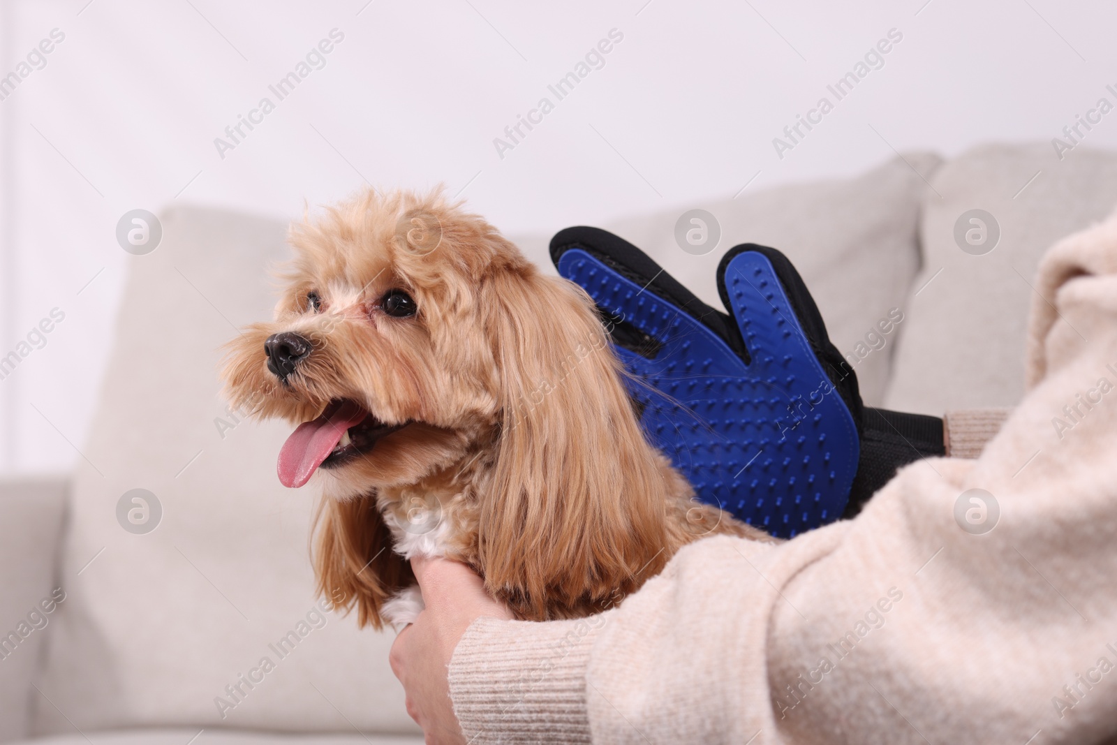 Photo of Woman brushing cute Maltipoo dog with grooming glove on sofa at home, closeup