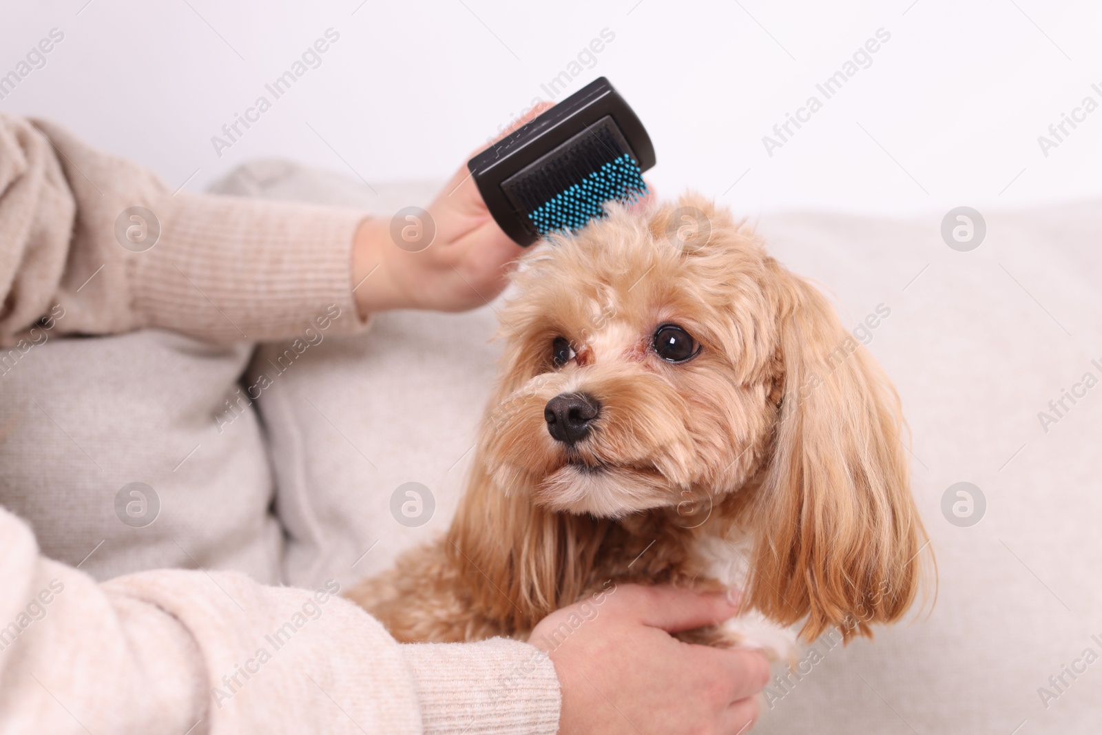 Photo of Woman brushing cute Maltipoo dog on sofa at home, closeup