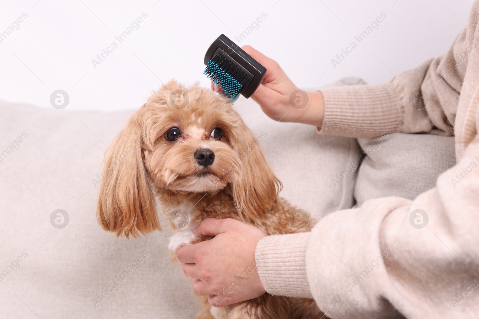 Photo of Woman brushing cute Maltipoo dog on sofa at home, closeup