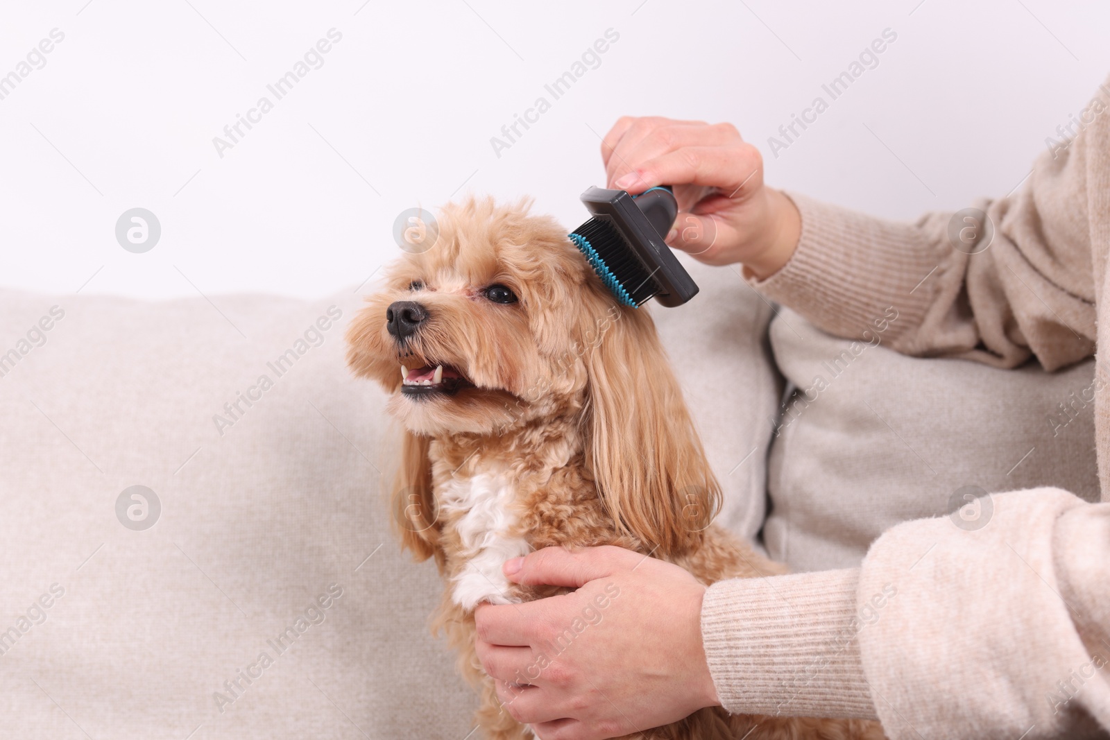 Photo of Woman brushing cute Maltipoo dog on sofa at home, closeup