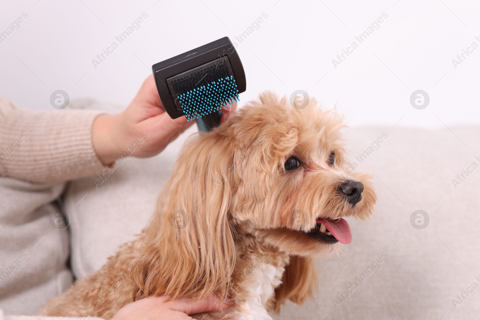 Photo of Woman brushing cute Maltipoo dog on sofa at home, closeup