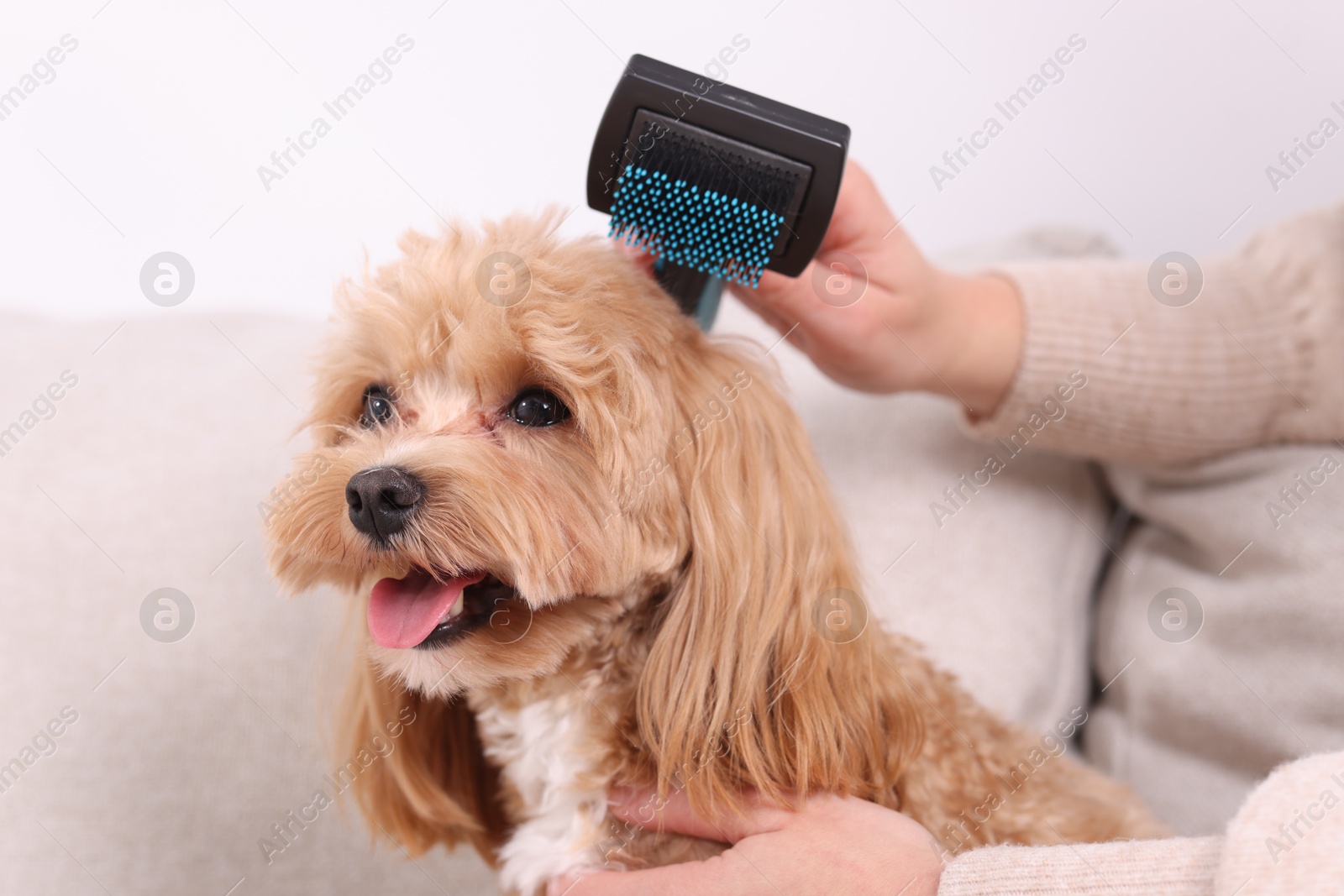 Photo of Woman brushing cute Maltipoo dog on sofa at home, closeup