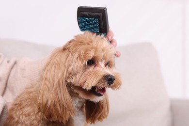 Photo of Woman brushing cute Maltipoo dog at home, closeup