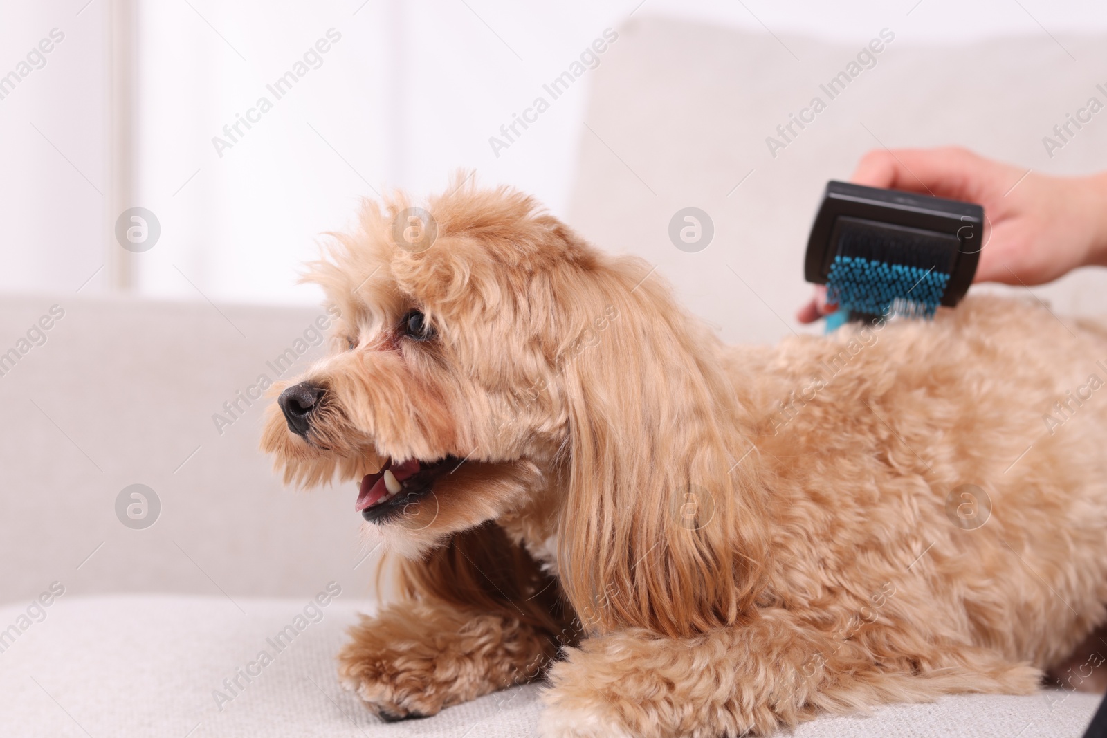 Photo of Woman brushing cute Maltipoo dog on sofa at home, closeup