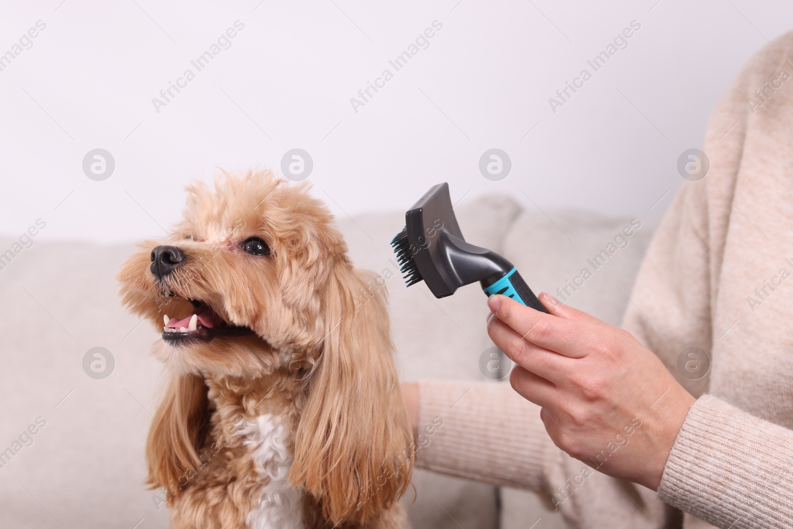 Photo of Woman brushing cute Maltipoo dog at home, closeup