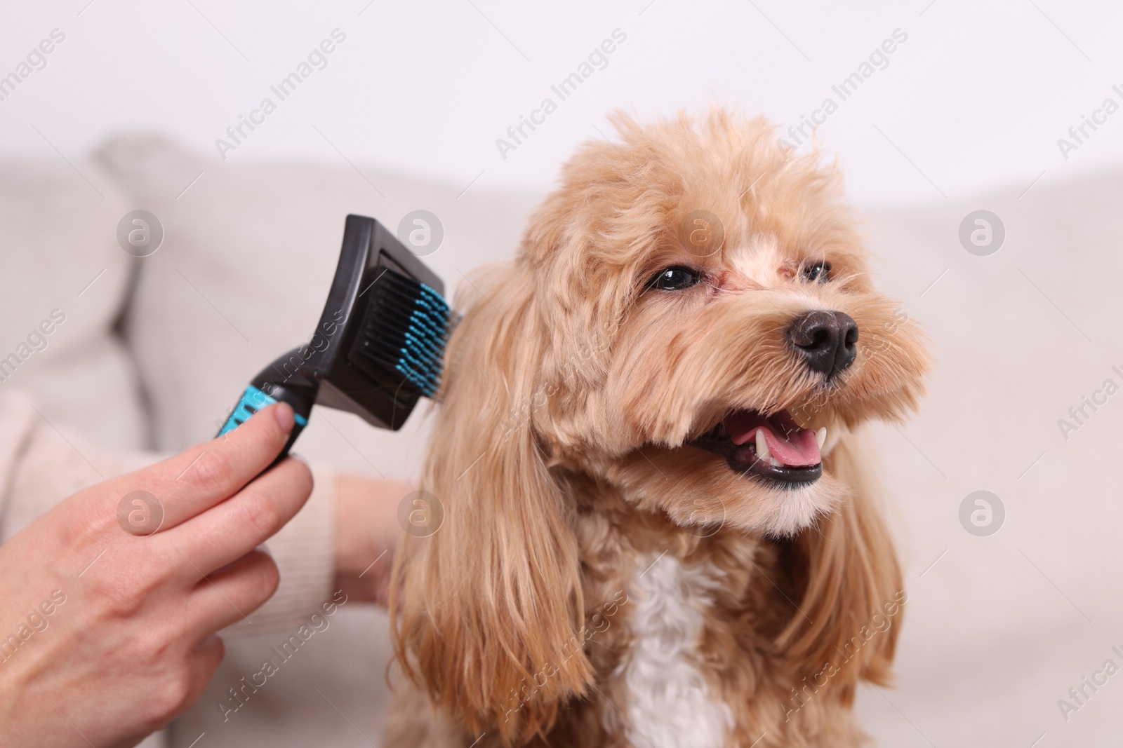 Photo of Woman brushing cute Maltipoo dog at home, closeup