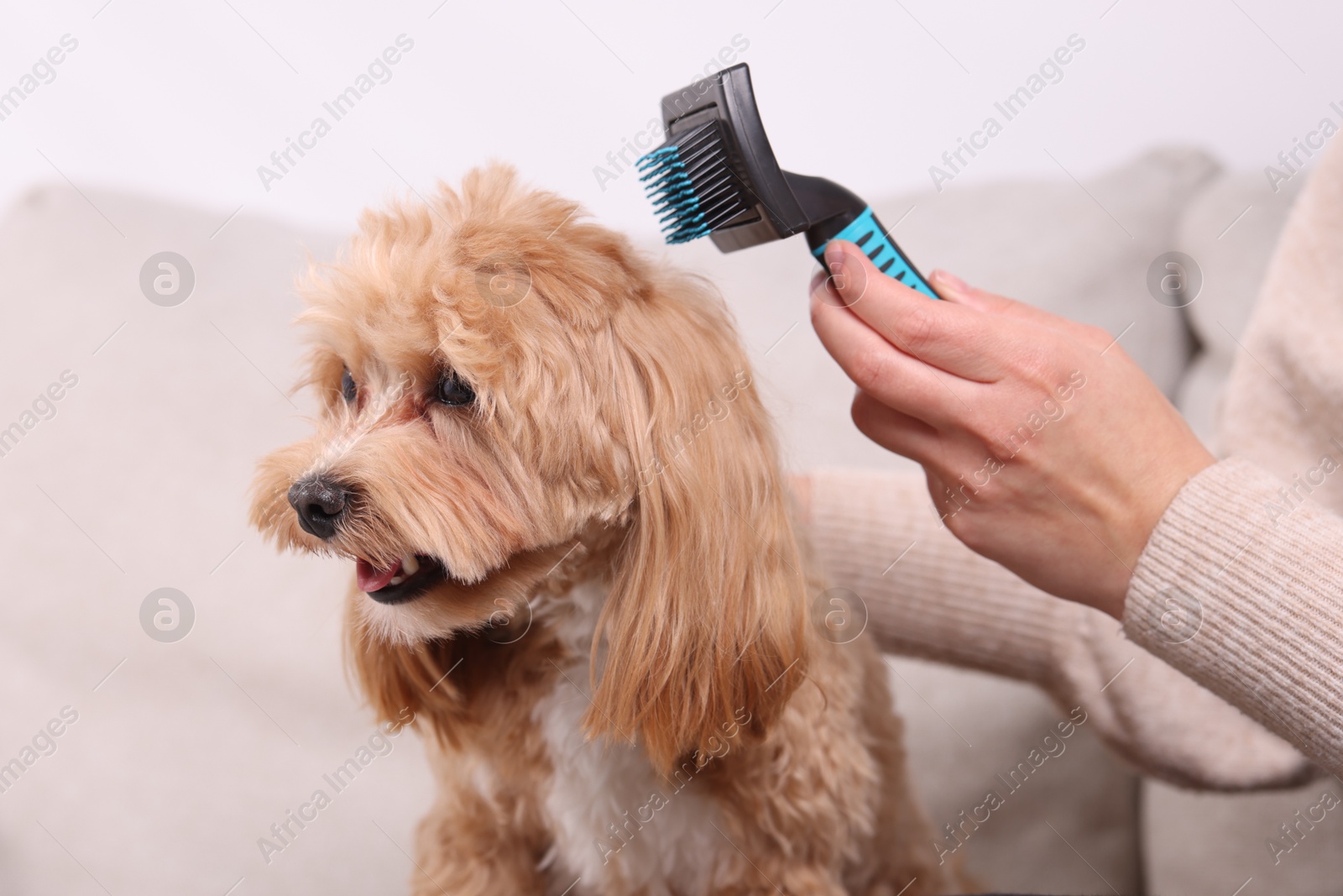 Photo of Woman brushing cute Maltipoo dog at home, closeup