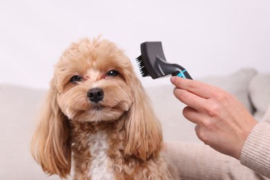 Photo of Woman brushing cute Maltipoo dog at home, closeup