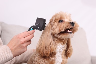 Photo of Woman brushing cute Maltipoo dog at home, closeup