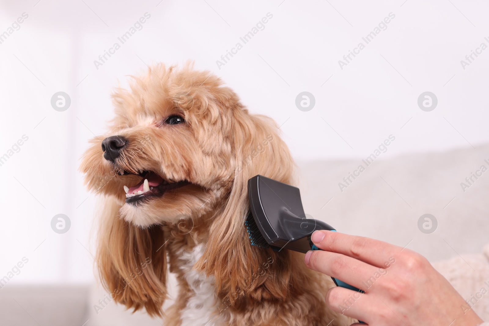 Photo of Woman brushing cute Maltipoo dog at home, closeup