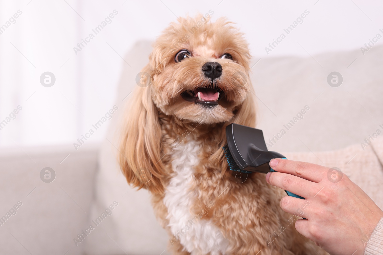 Photo of Woman brushing cute Maltipoo dog at home, closeup