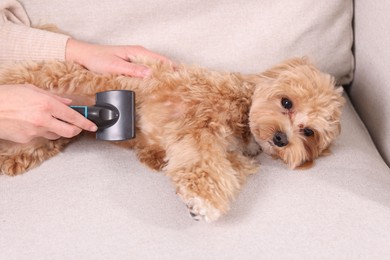 Photo of Woman brushing cute Maltipoo dog on sofa at home, closeup