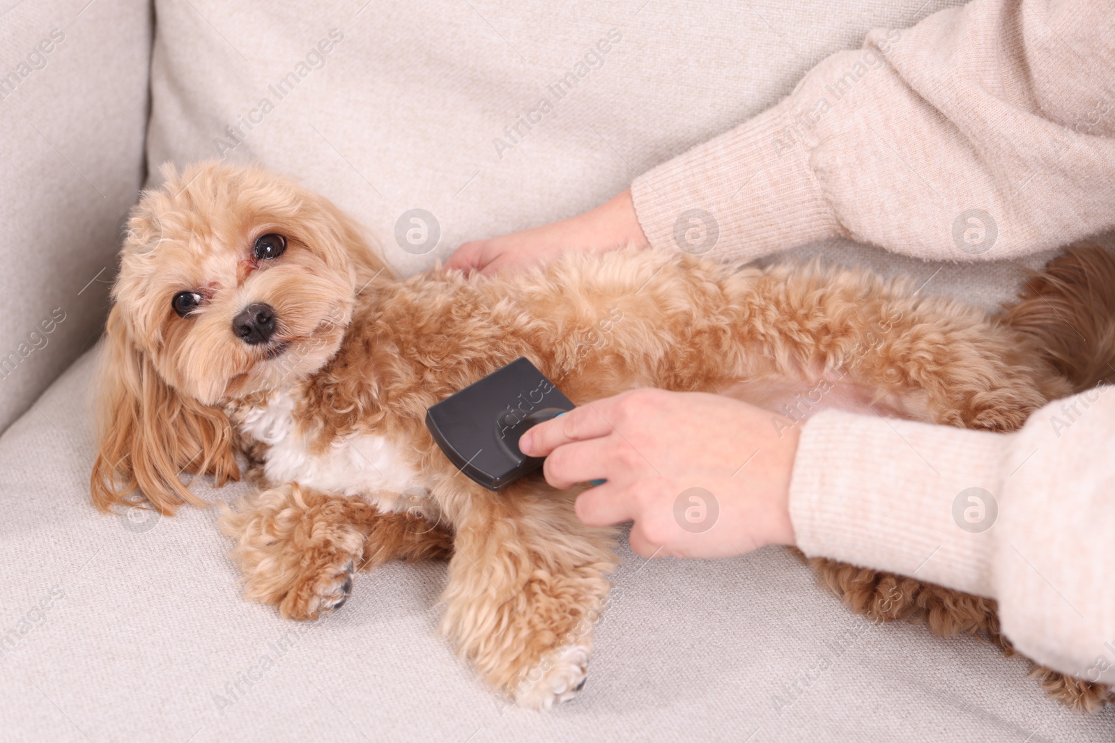 Photo of Woman brushing cute Maltipoo dog on sofa at home, closeup