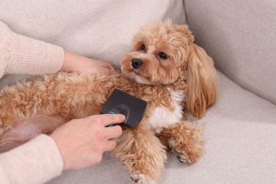 Photo of Woman brushing cute Maltipoo dog on sofa at home, closeup