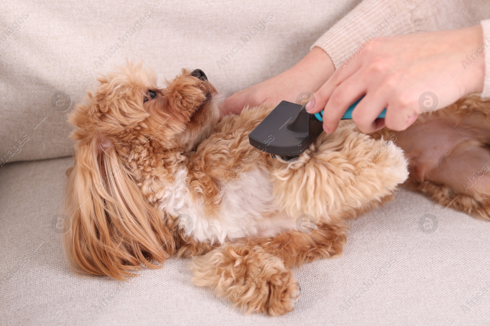 Photo of Woman brushing cute Maltipoo dog on sofa at home, closeup