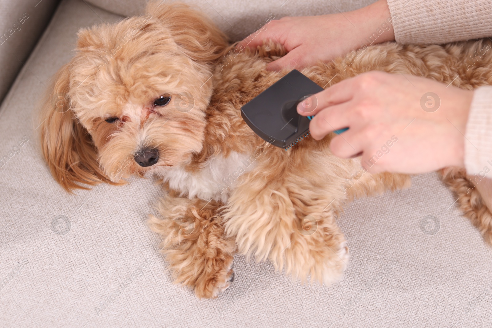 Photo of Woman brushing cute Maltipoo dog on sofa at home, closeup