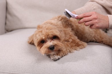 Photo of Woman brushing cute Maltipoo dog on sofa at home, closeup