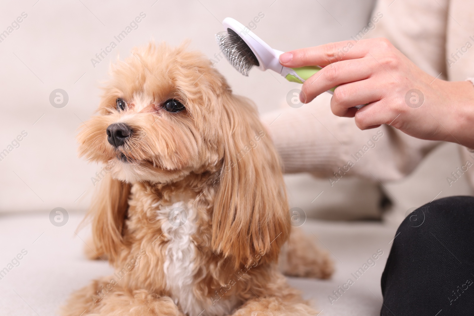 Photo of Woman brushing cute Maltipoo dog on sofa at home, closeup