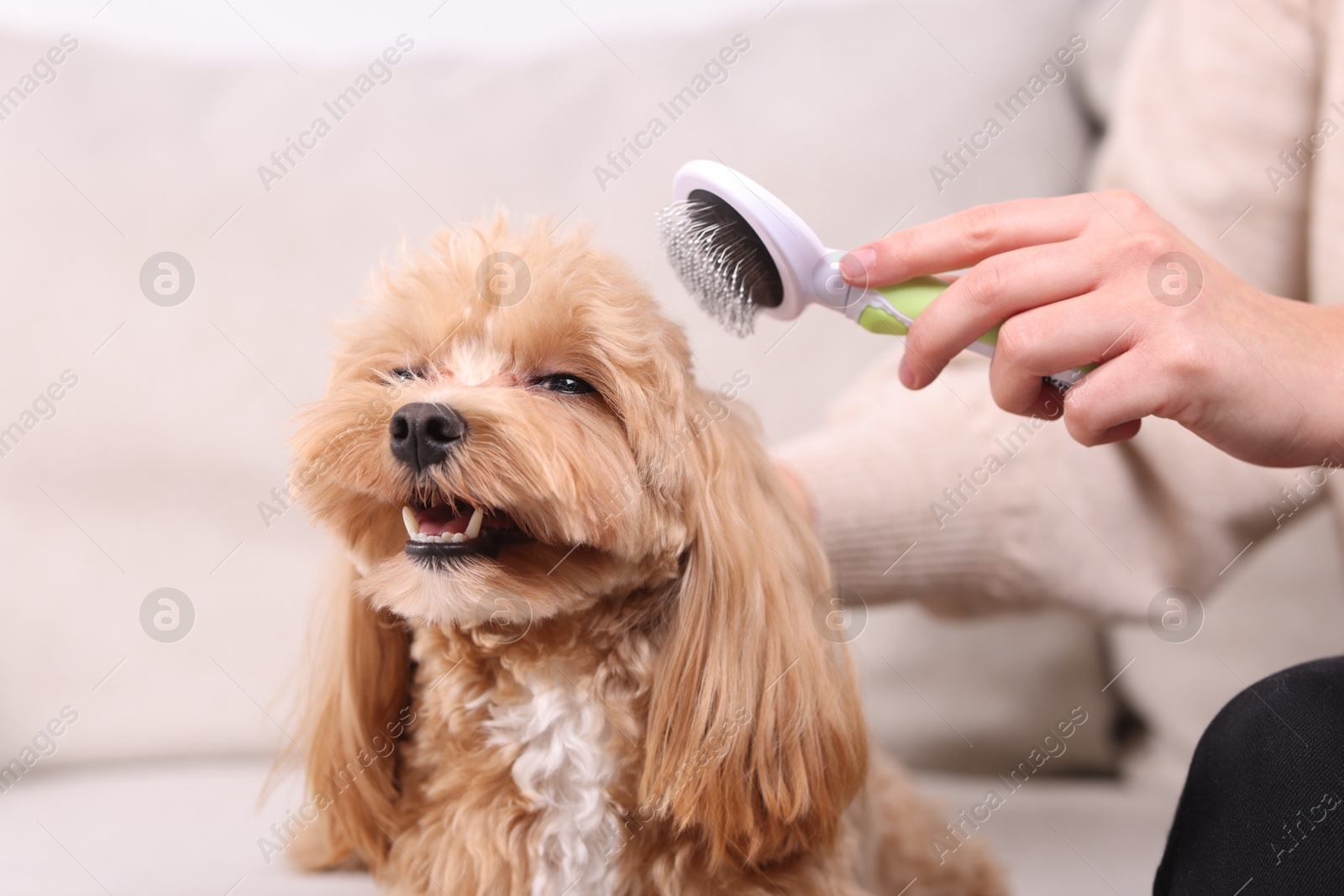 Photo of Woman brushing cute Maltipoo dog on sofa at home, closeup