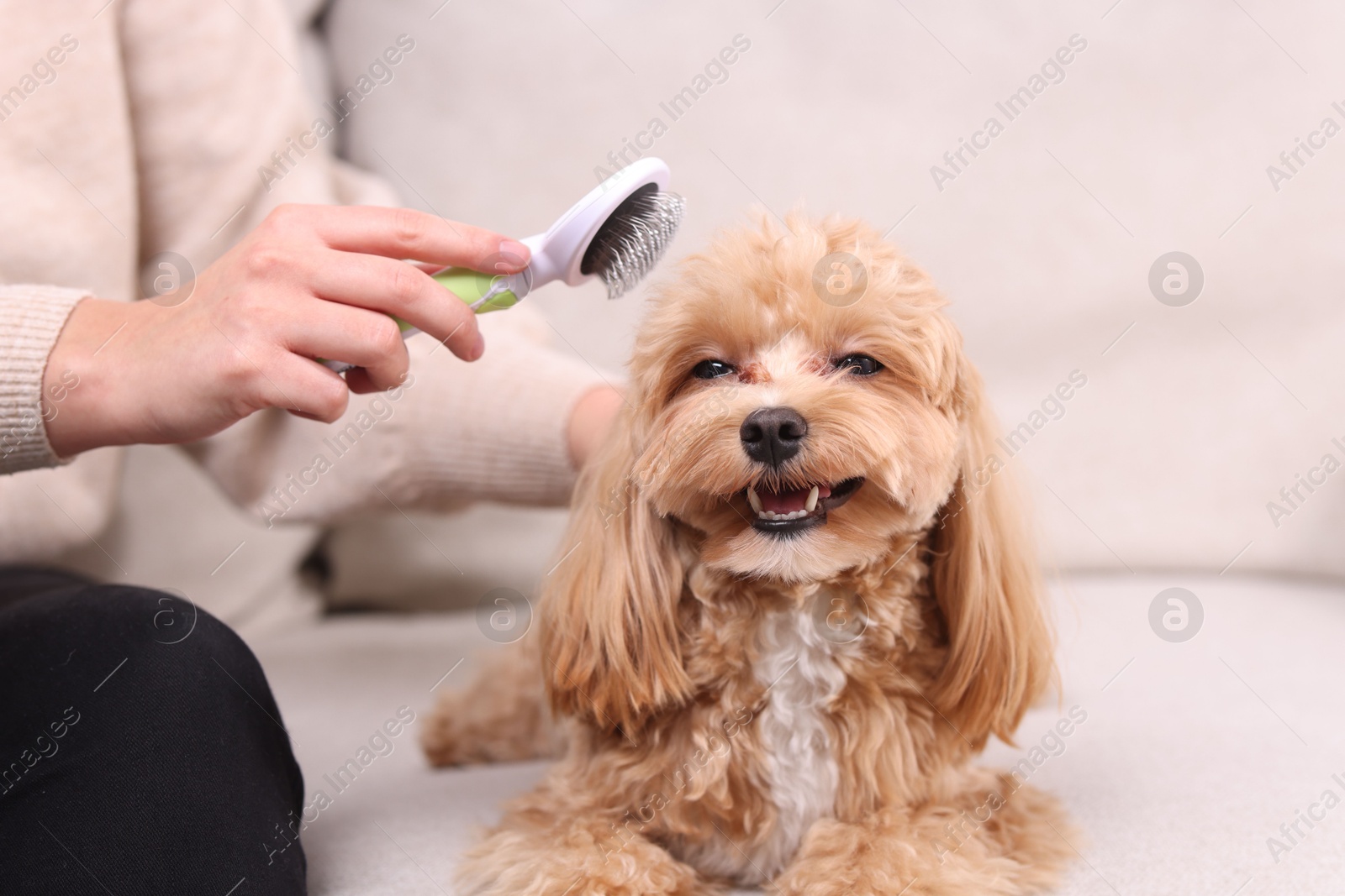 Photo of Woman brushing cute Maltipoo dog on sofa at home, closeup