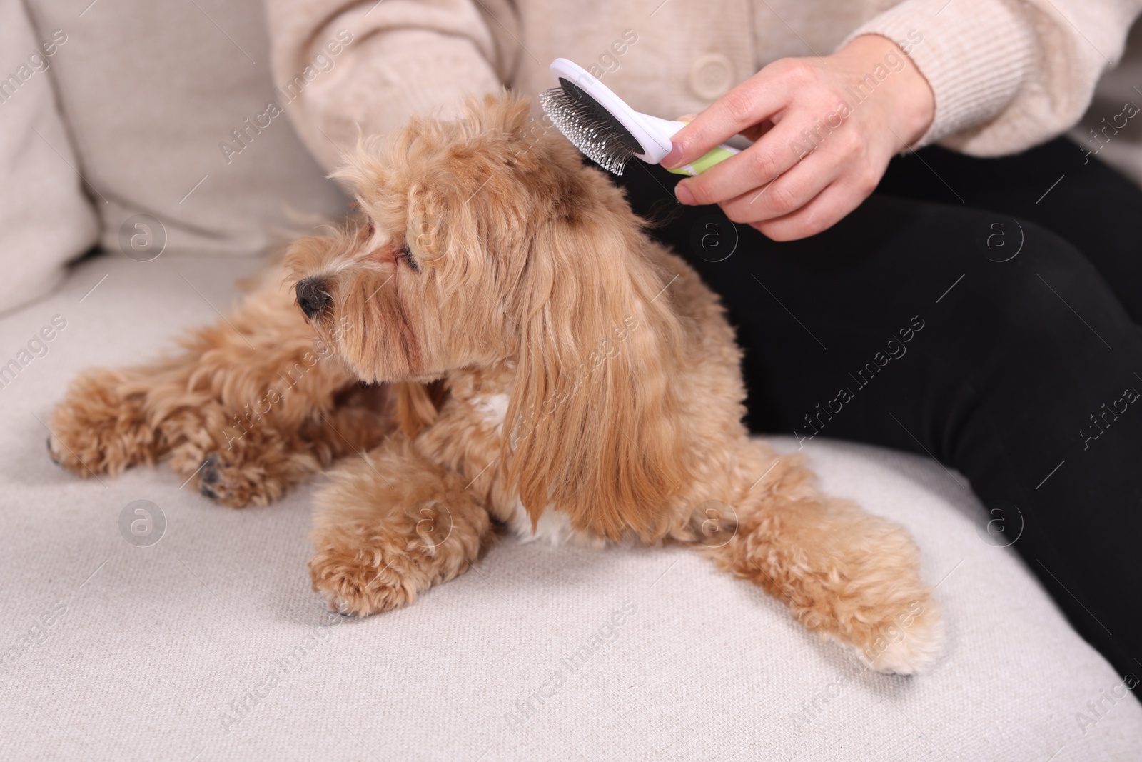 Photo of Woman brushing cute Maltipoo dog on sofa at home, closeup