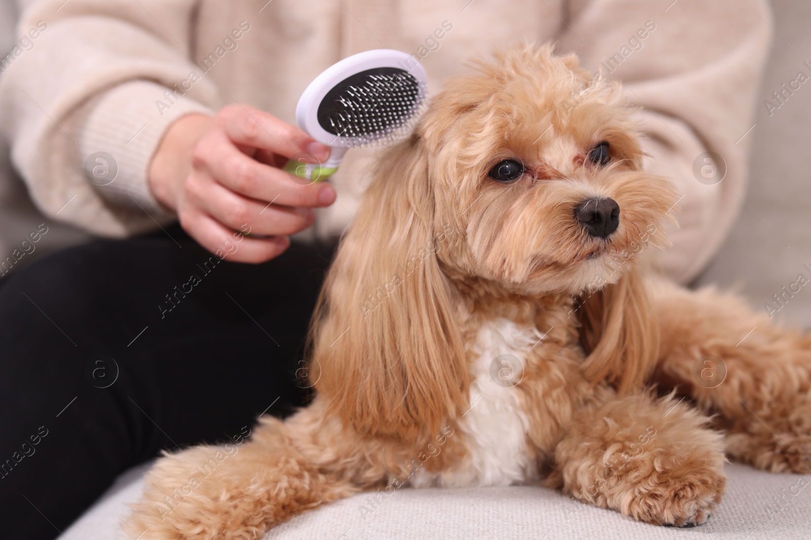 Photo of Woman brushing cute Maltipoo dog on sofa at home, closeup