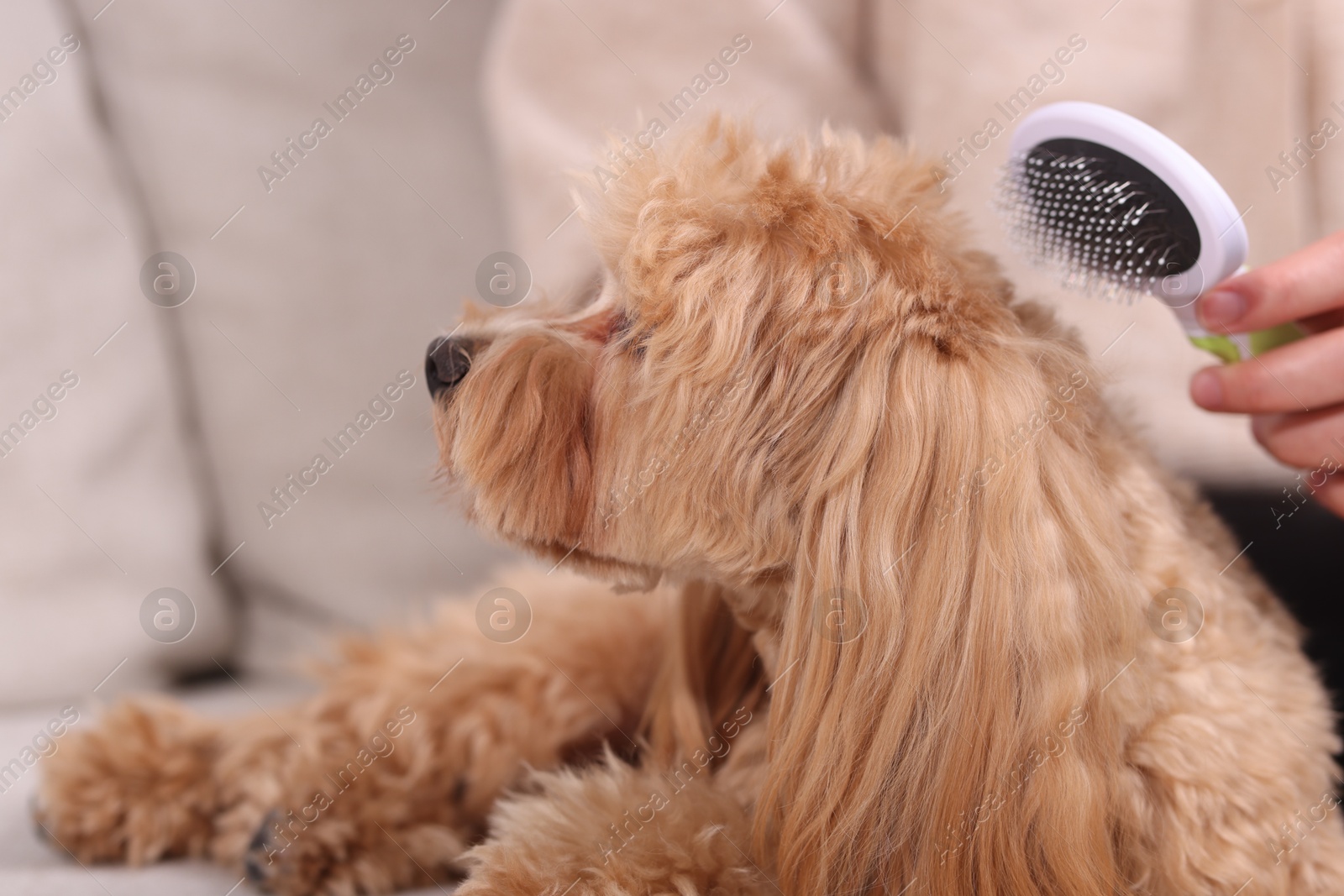 Photo of Woman brushing cute Maltipoo dog on sofa at home, closeup