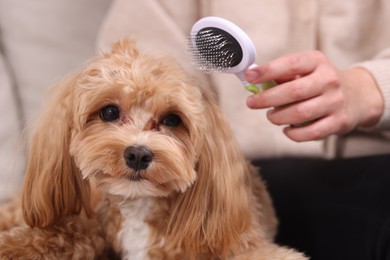 Photo of Woman brushing cute Maltipoo dog at home, closeup