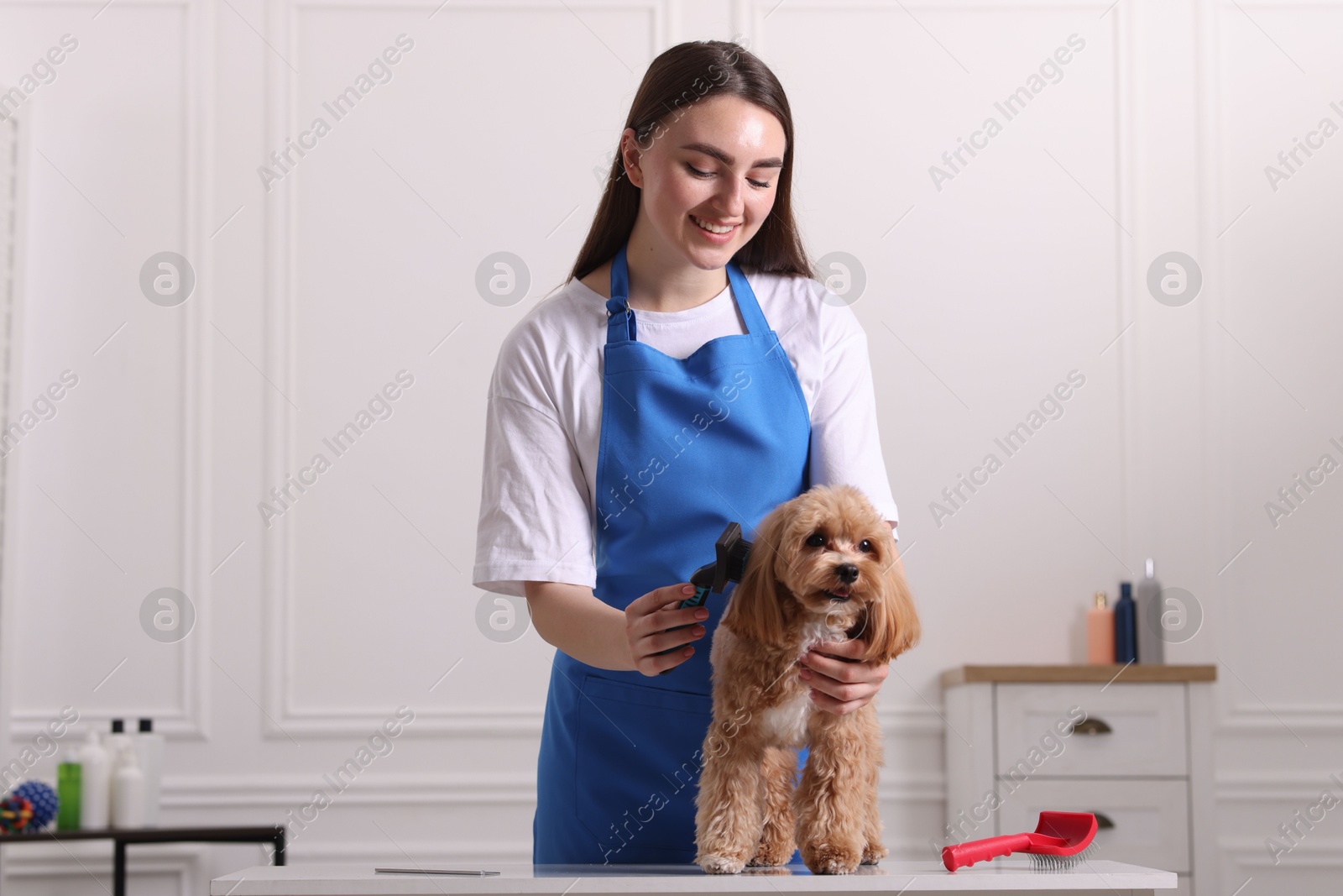 Photo of Woman brushing cute Maltipoo dog in room