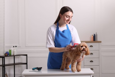 Photo of Woman brushing cute Maltipoo dog in room