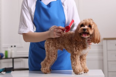 Photo of Woman brushing cute Maltipoo dog indoors, closeup