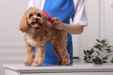 Photo of Woman brushing cute Maltipoo dog indoors, closeup