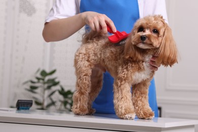 Photo of Woman brushing cute Maltipoo dog indoors, closeup