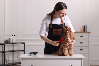 Photo of Woman brushing cute Maltipoo dog in room